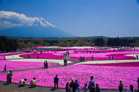 design-dautore.com: Spring in Japan. Fuji Shibazakura