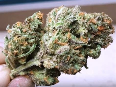 Gas Mask Marijuana Strain Information & Reviews | AllBud