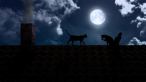 Cat Night Wallpapers - Wallpaper Cave