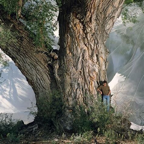 The Fremont Cottonwood, Arizona | Nature photography, Tree identification, Tree images