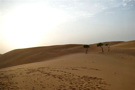 Free Images : landscape, sand, desert, dune, grassland, habitat, sahara, wadi, erg, natural ...