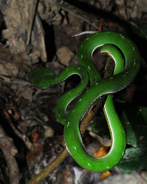 Spotted Bamboo Viper 3 | (Viridovipera stejnegeri) | Flickr