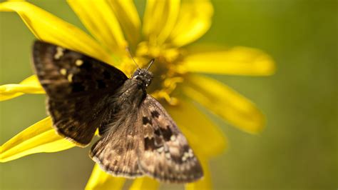 Florida Wildflower & Butterfly Garden | Meer