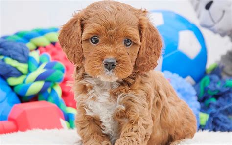 Cavoodle, small brown puppy cute animals, small dog, curly puppy, Cavapoo, HD wallpaper | Peakpx