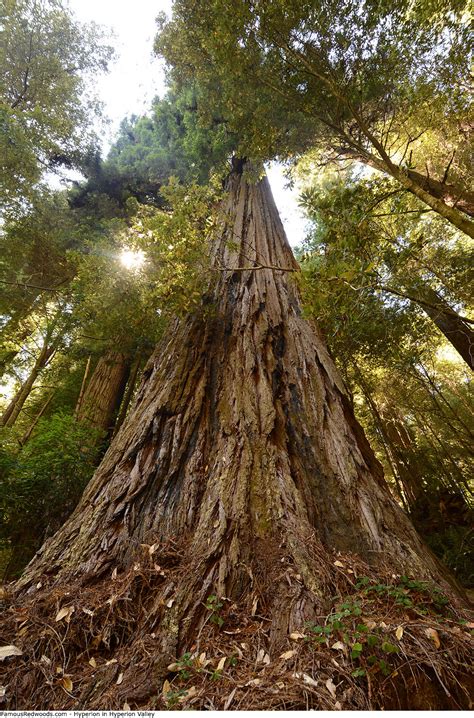 Hyperion Valley - Famous Redwoods