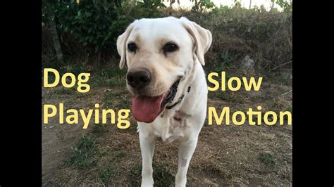 Dog Playing in Slow Motion - YouTube