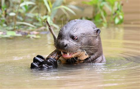 Amazon Rainforest Giant River Otter | RAINFOREST ANIMAL