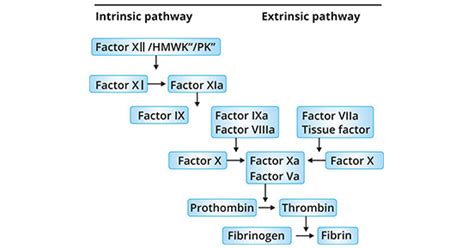 Coagulation Cascade Diagram Simple