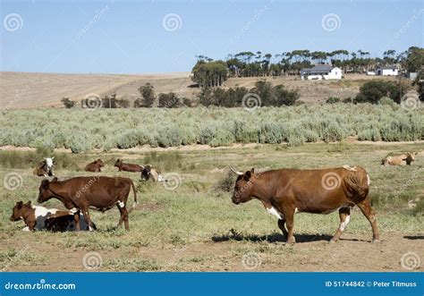 South African Cattle Farming