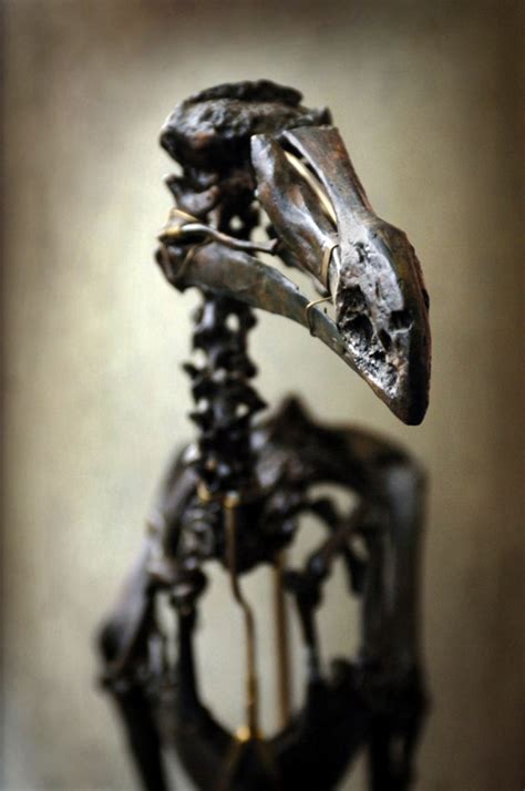 Geneticists giddy over dodo-bird fossil, ‘Fred’