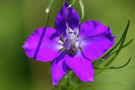 Purple Larkspur Flower Photograph by Mark Michel