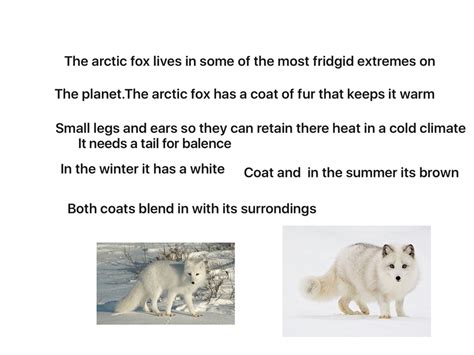 arctic fox adaptations behavioural White arctic fox