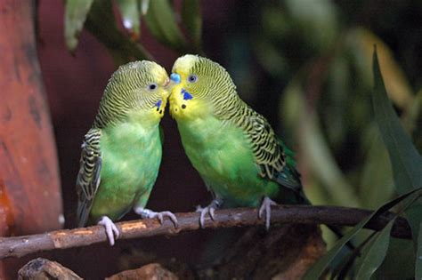 Budgies Kissing | Greg W | Flickr