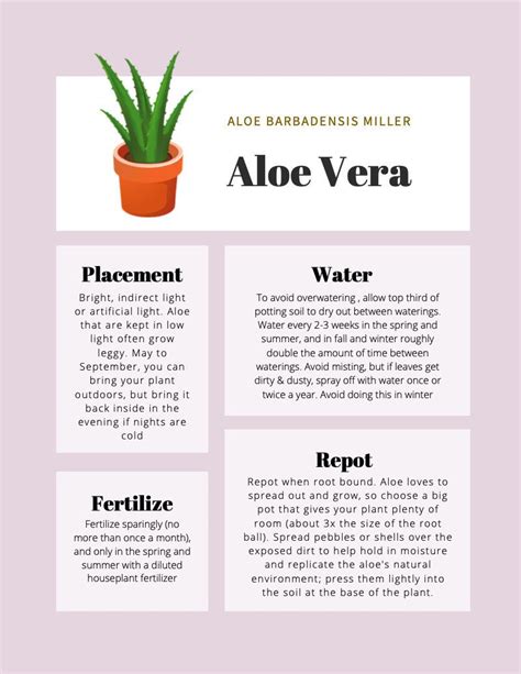 Aloe Vera Plant Care Tips & Tracker - Etsy Canada in 2024 | Aloe plant ...