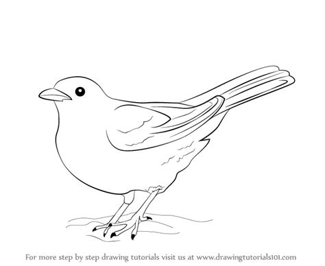 Learn How to Draw a Blackbird (Birds) Step by Step : Drawing Tutorials