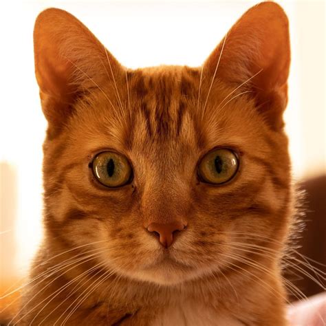 Beautiful ginger cat #catface #catears #whiskers #adorable