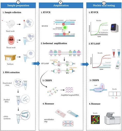 Frontiers | Nucleic acid testing of SARS-CoV-2: A review of current methods, challenges, and ...