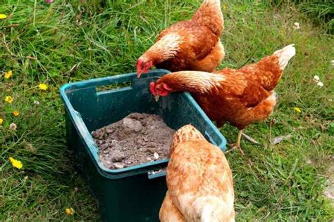 The Ultimate Chicken Dust Bath Recipe: 3 Powerful Additions your Chickens will Love