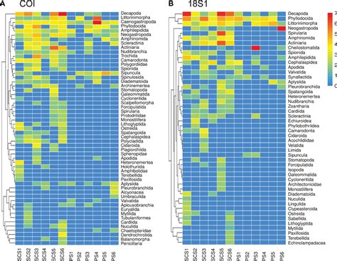 Frontiers | Metabarcoding survey of meroplankton communities in the South China Sea and ...