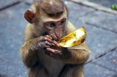 Baby Monkey Eating Banana - Photography Forum