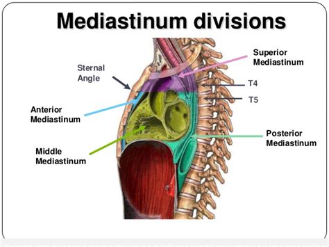 Treaures #Divisions of the mediastinum