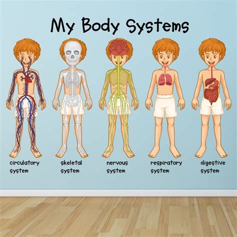 Body Systems Human Biology Wall Sticker