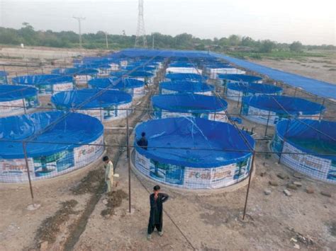 Biofloc tech for fish farming comes to Sindh - Daily Frontline