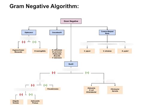 Gram Negative Flow Chart 2 Diagram | Quizlet