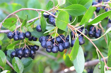 Grow Aronia Berry for Health and Profit | Berry plants, Berries, Edible ...