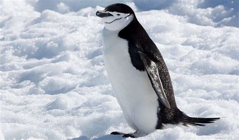 Chinstrap Penguin | Chinstrap penguin, Penguins, Penguin facts