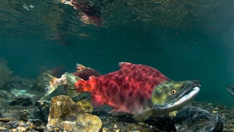 Sockeye salmon - Wikipedia
