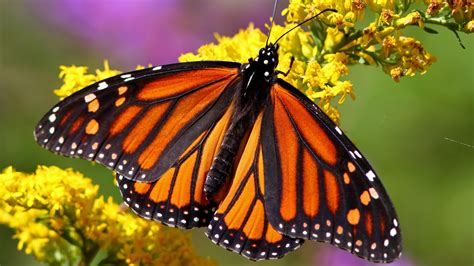 Monarch butterfly - Macro photography - backiee