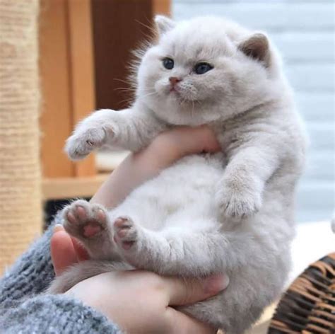 OMG look at her chubby face : r/cats