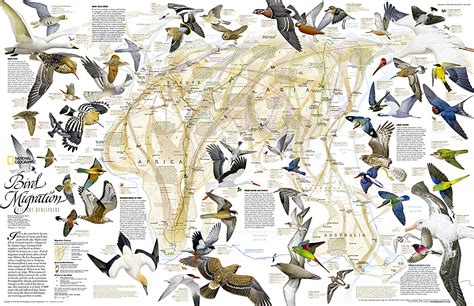 Bird Migration Eastern Hemisphere Map - World - Map Archive - Wall Maps | Bird migration, Map ...