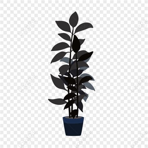 Rubber Tree Plant,pots,plant Trees,potted PNG White Transparent And ...