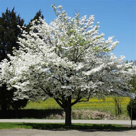 White Dogwood Trees for Sale | BrighterBlooms.com