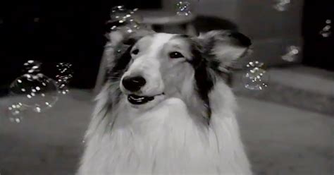 A Look at Lassie the Dog's Hollywood History From TV to Movies