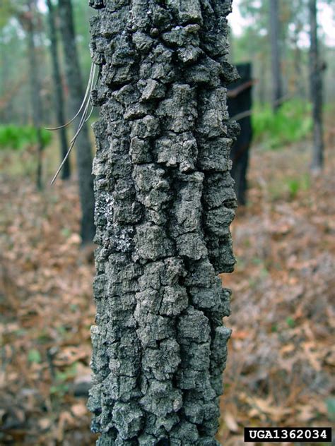 Meet A Tree: The Turkey Oak - Quercus laevis