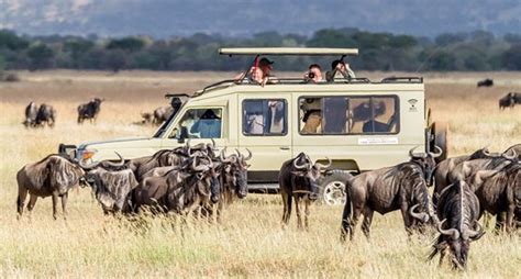 Best Serengeti Safari Tours » Tanzania Travel Guide