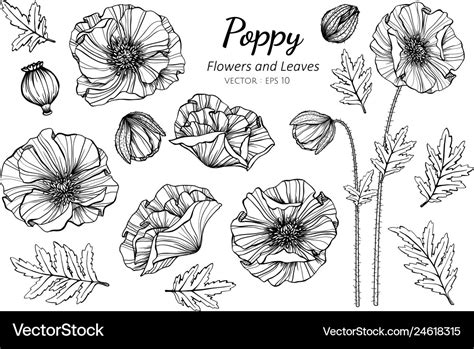 Collection set of poppy flower and leaves drawing Vector Image