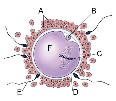 Structure of oocyte about to be fertilised Diagram | Quizlet