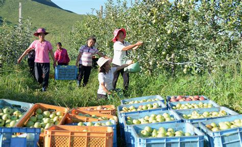 Apple Harvest in the Taedonggang Combined Fruit Farm | Explore DPRK