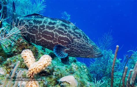 David Moynahan Photography | Underwater | Black Grouper