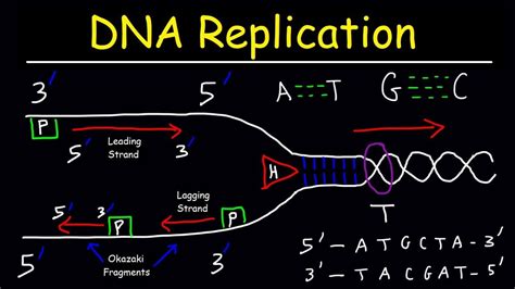 DNA Replication - Leading Strand vs Lagging Strand & Okazaki Fragments ...