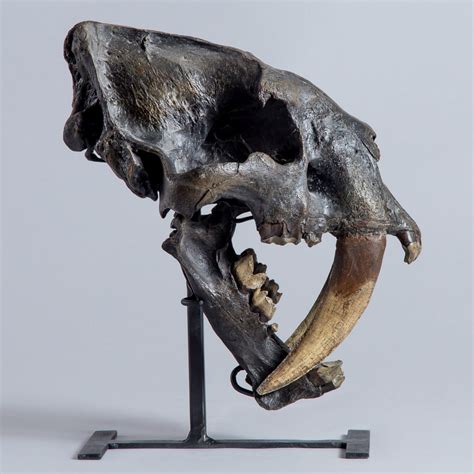 Sabertooth "Tiger" Skull (REPLICA) – SkullStore Inc.