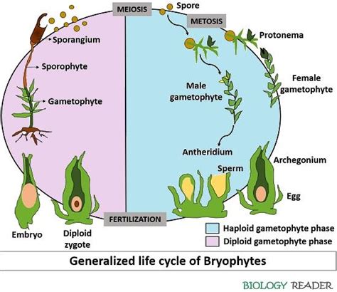 Life Cycle of Bryophytes - Meaning, Asexual & Sexual Reproduction - Biology Reader