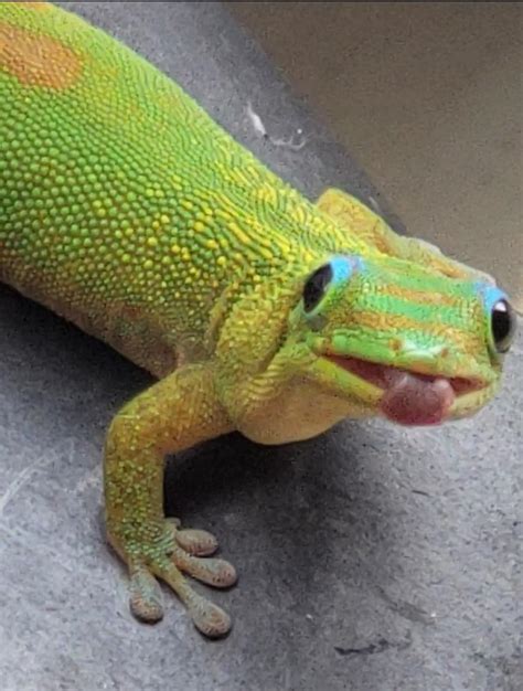 Gold Dust Day Gecko does a blep 😛 : r/geckos