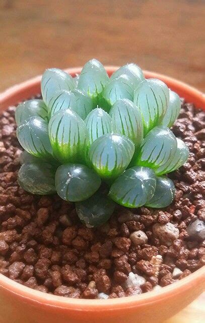 5 Weird And Wonderful Houseplants You Never Knew Existed | Plants, Succulent gardening, Succulents