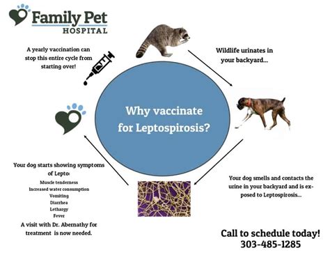 What Is The Treatment For Leptospirosis In Dogs