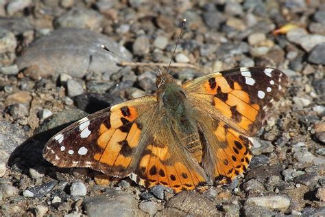 Vanessa Cardui Butterfly - Free photo on Pixabay